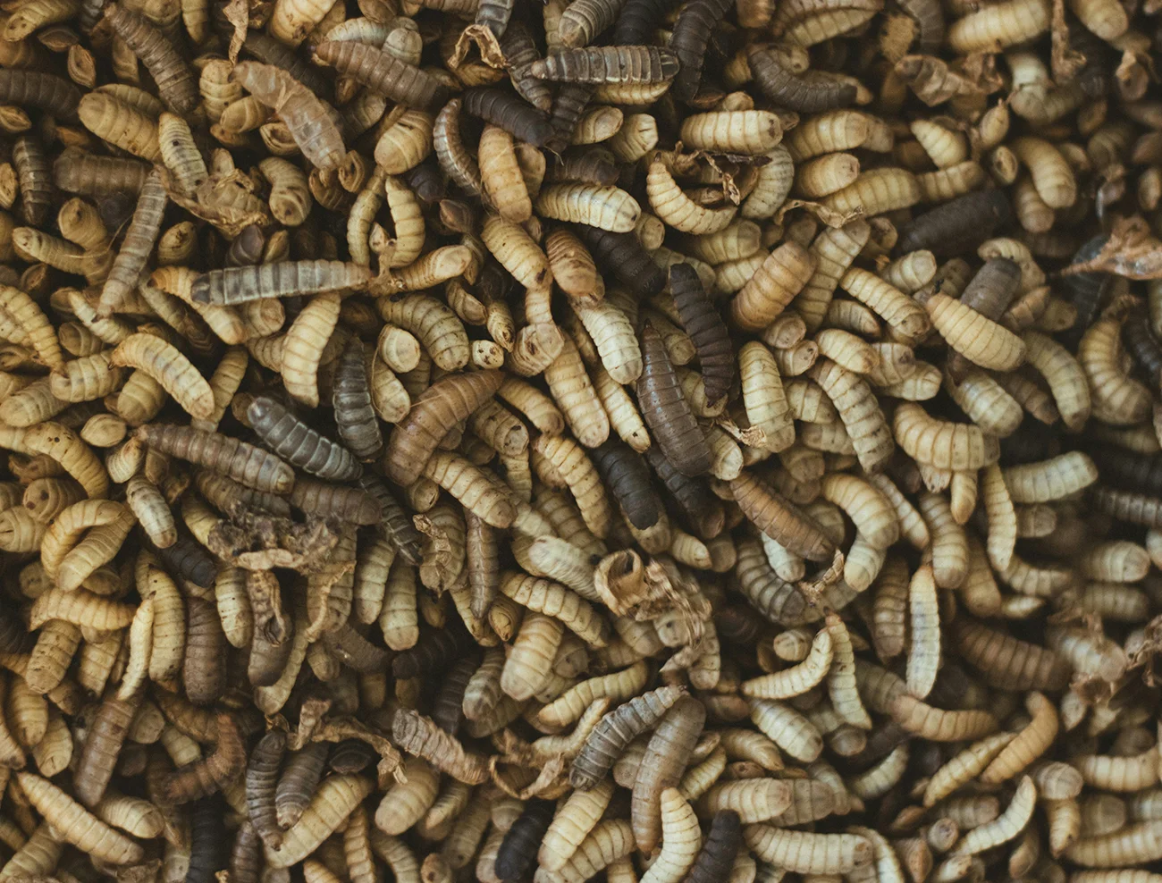 Insect larvae, close-up
