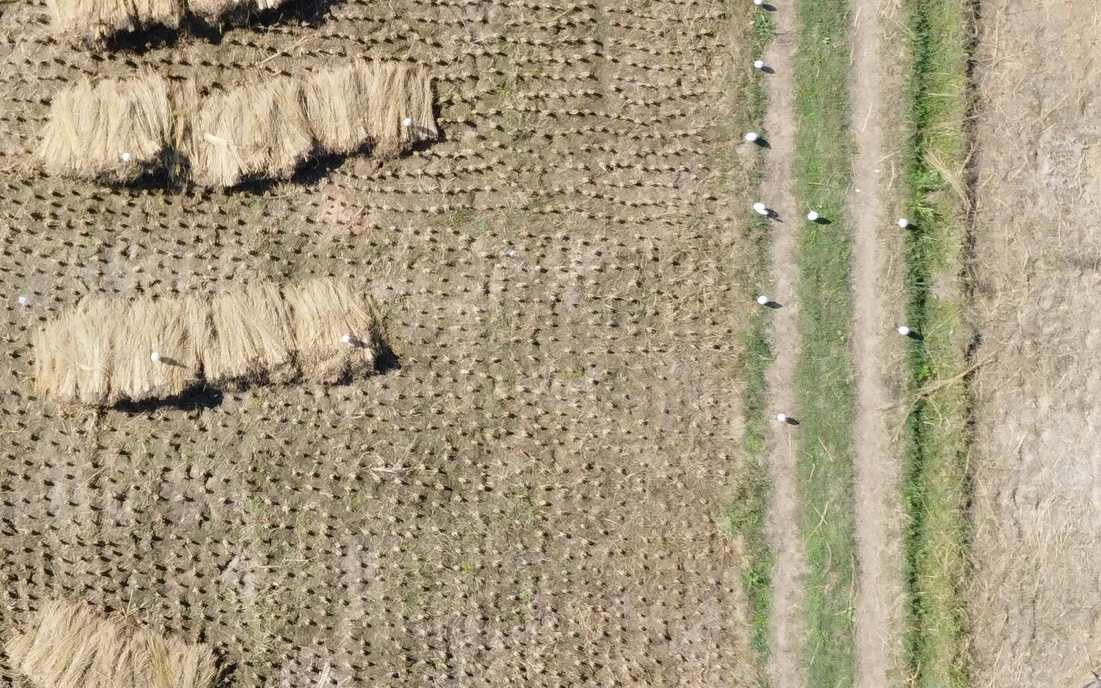 Aerial view of a harvested field with straw bundles and green field margins