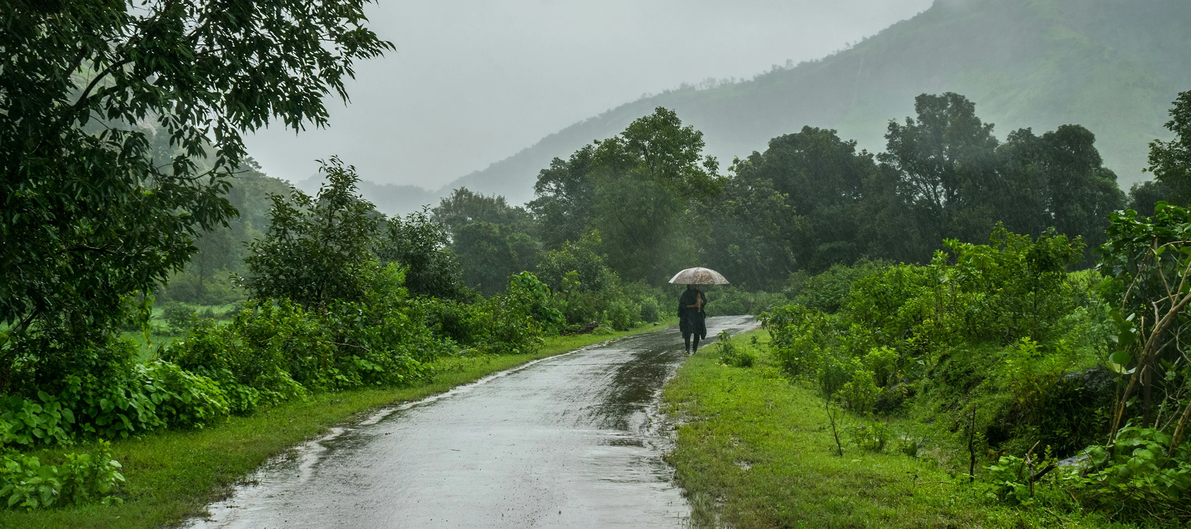 A person with an umbrella walking a wet road between green fields in the monsoon
