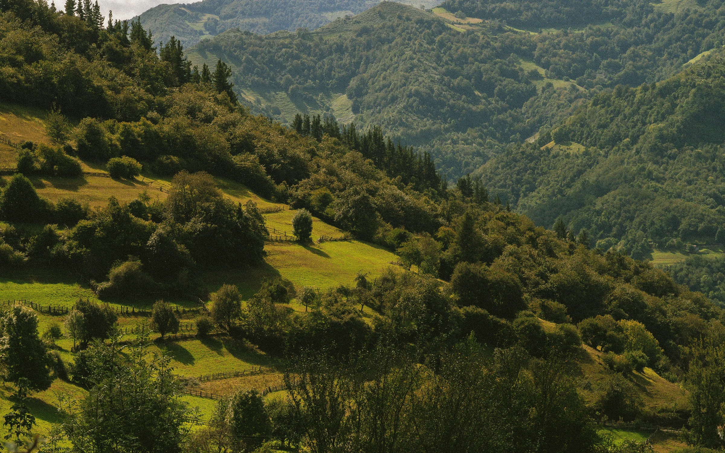 Forested hillside with meadows and fenced fields